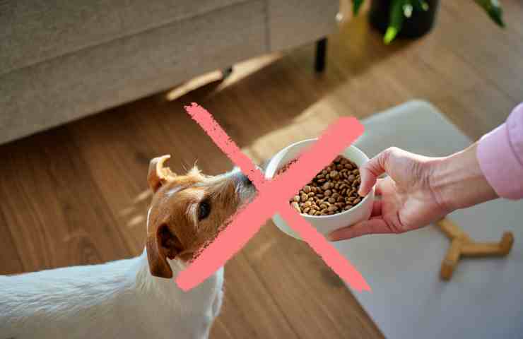 Crocchette da non dare al cane