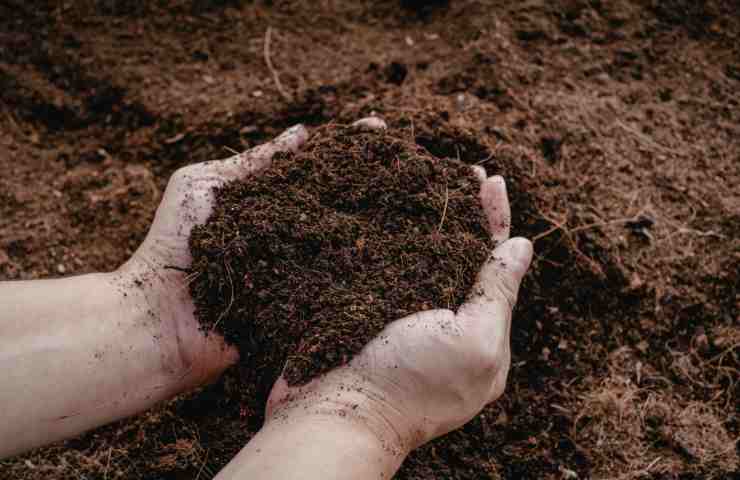 compost nel terreno