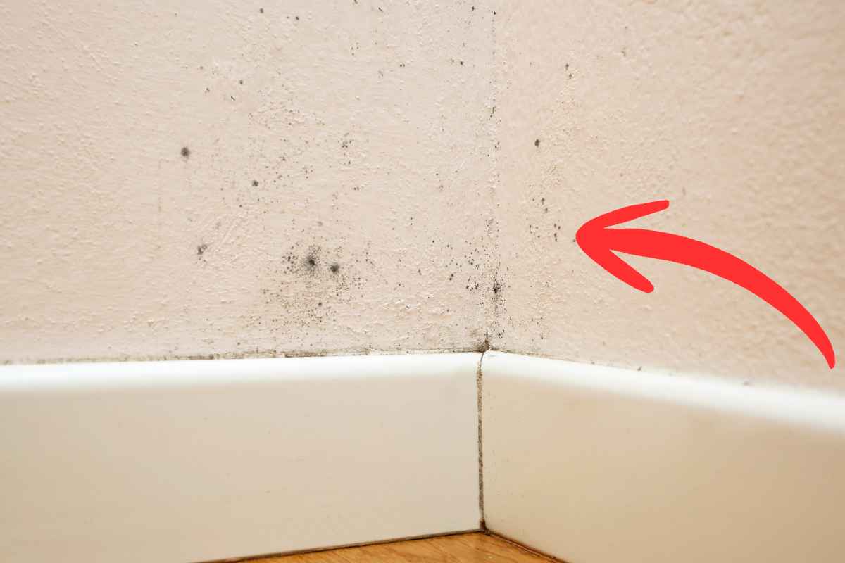 muffa su una parete di casa